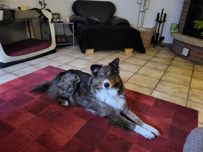 ARCELLO sucht ein neues zu Hause
