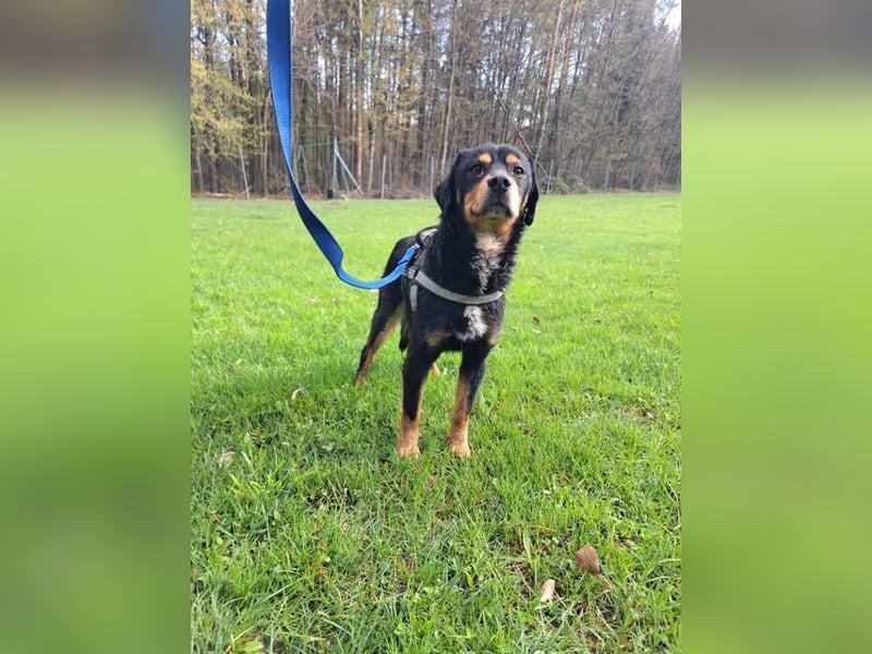 Duddi mittelgroßer Rüde Mischling Hund sucht Zuhause oder Pflegestelle