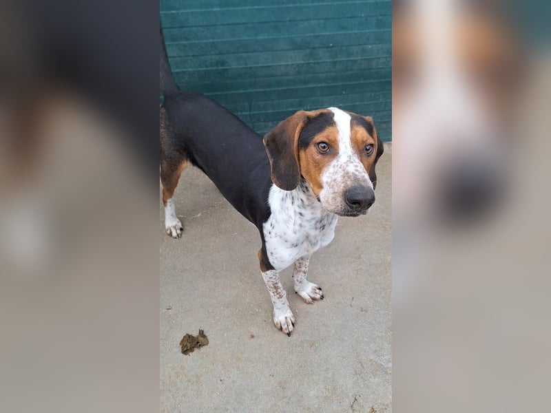 Beetlejuice Posavski Gonic Mischling Rüde Jagdhund sucht Zuhause oder Pflegestelle