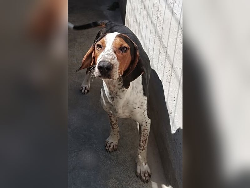 Beetlejuice Posavski Gonic Mischling Rüde Jagdhund sucht Zuhause oder Pflegestelle