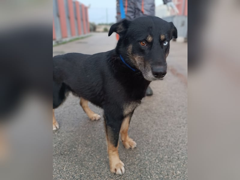 Urban Husky Mischling Rüde sucht Zuhause oder Pflegestelle