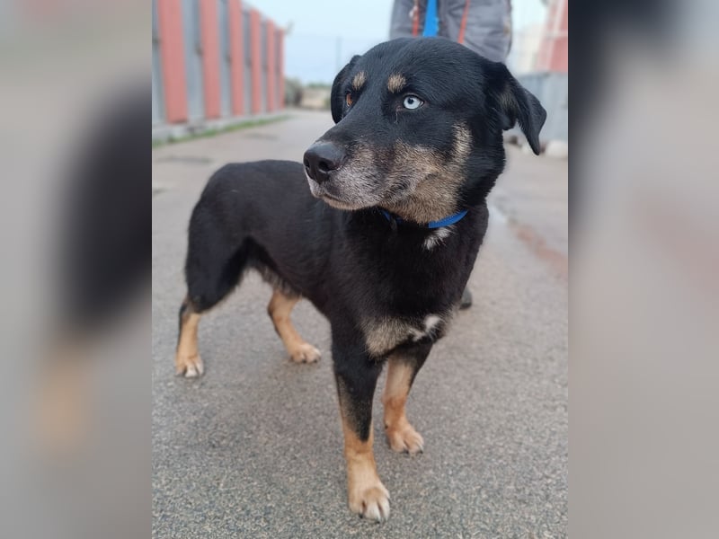 Urban Husky Mischling Rüde sucht Zuhause oder Pflegestelle