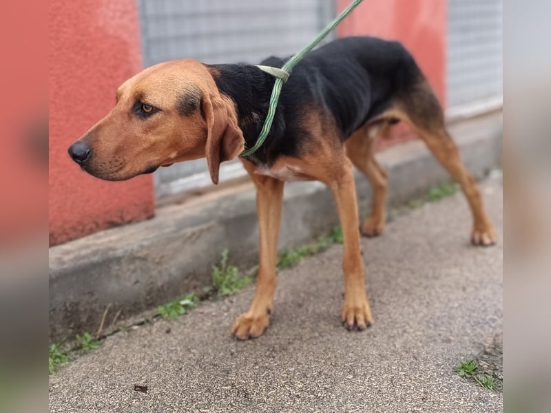 Hektor Bracken Mischling Rüde sucht Zuhause oder Pflegestelle