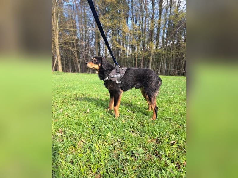 Duddi mittelgroßer Rüde Mischling Hund sucht Zuhause oder Pflegestelle