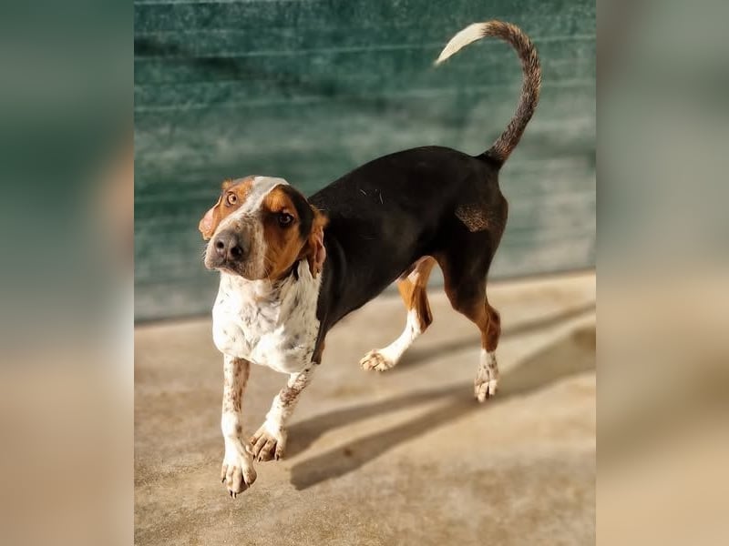 Beetlejuice Posavski Gonic Mischling Rüde Jagdhund sucht Zuhause oder Pflegestelle