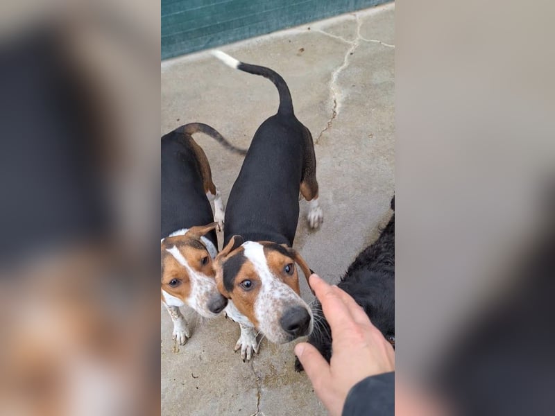 Beetlejuice Posavski Gonic Mischling Rüde Jagdhund sucht Zuhause oder Pflegestelle