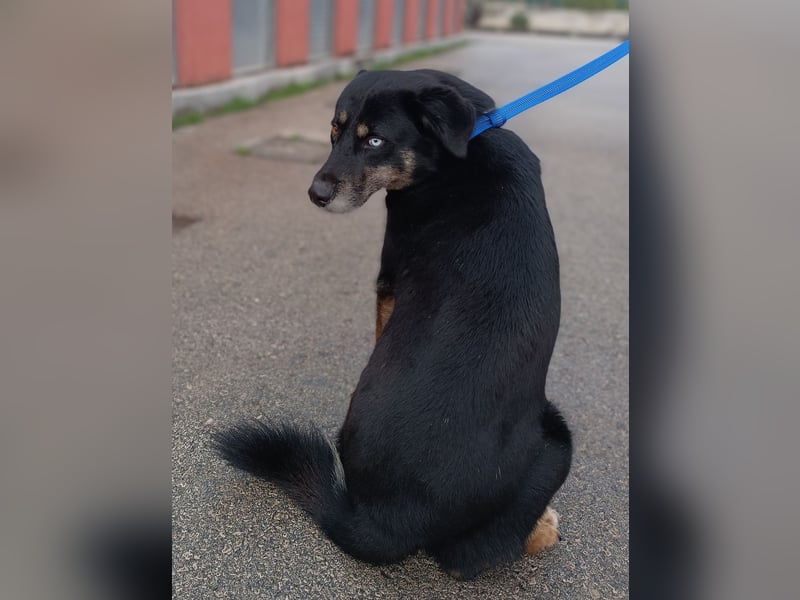Urban Husky Mischling Rüde sucht Zuhause oder Pflegestelle