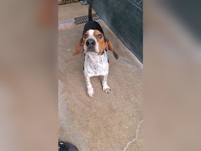 Beetlejuice Posavski Gonic Mischling Rüde Jagdhund sucht Zuhause oder Pflegestelle