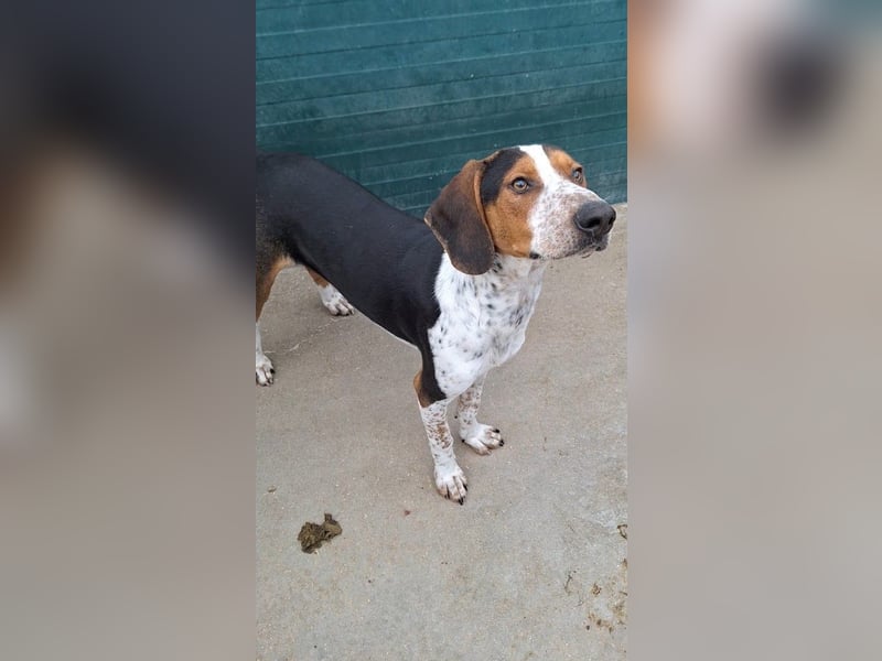 Beetlejuice Posavski Gonic Mischling Rüde Jagdhund sucht Zuhause oder Pflegestelle