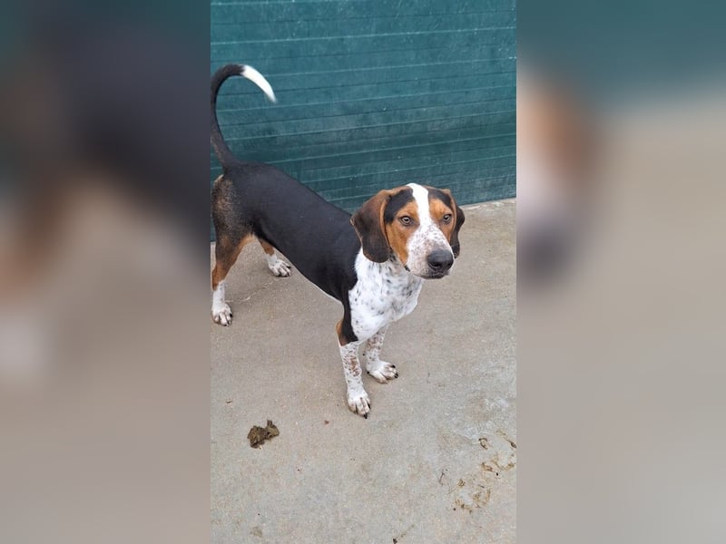 Beetlejuice Posavski Gonic Mischling Rüde Jagdhund sucht Zuhause oder Pflegestelle