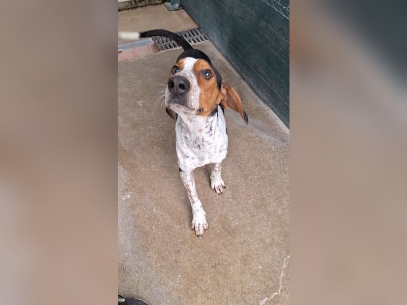 Beetlejuice Posavski Gonic Mischling Rüde Jagdhund sucht Zuhause oder Pflegestelle