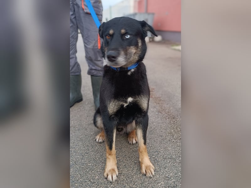 Urban Husky Mischling Rüde sucht Zuhause oder Pflegestelle