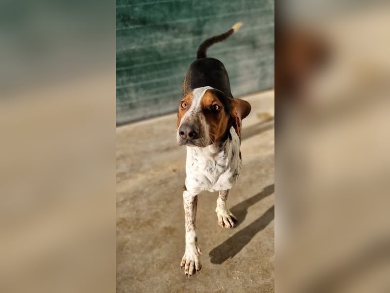 Beetlejuice Posavski Gonic Mischling Rüde Jagdhund sucht Zuhause oder Pflegestelle