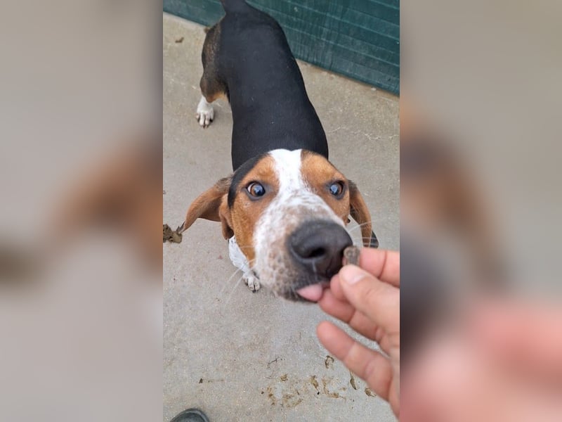 Beetlejuice Posavski Gonic Mischling Rüde Jagdhund sucht Zuhause oder Pflegestelle