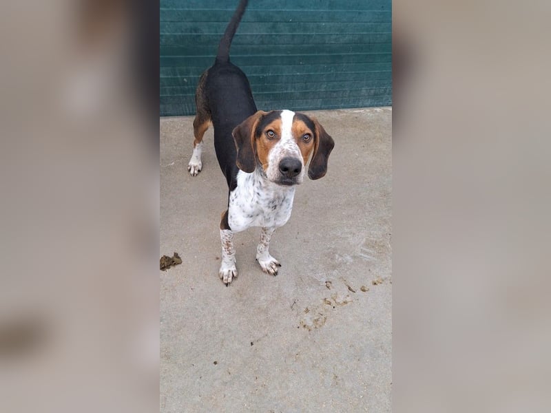 Beetlejuice Posavski Gonic Mischling Rüde Jagdhund sucht Zuhause oder Pflegestelle