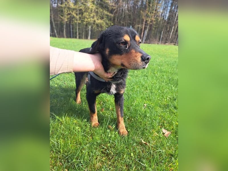 Duddi mittelgroßer Rüde Mischling Hund sucht Zuhause oder Pflegestelle