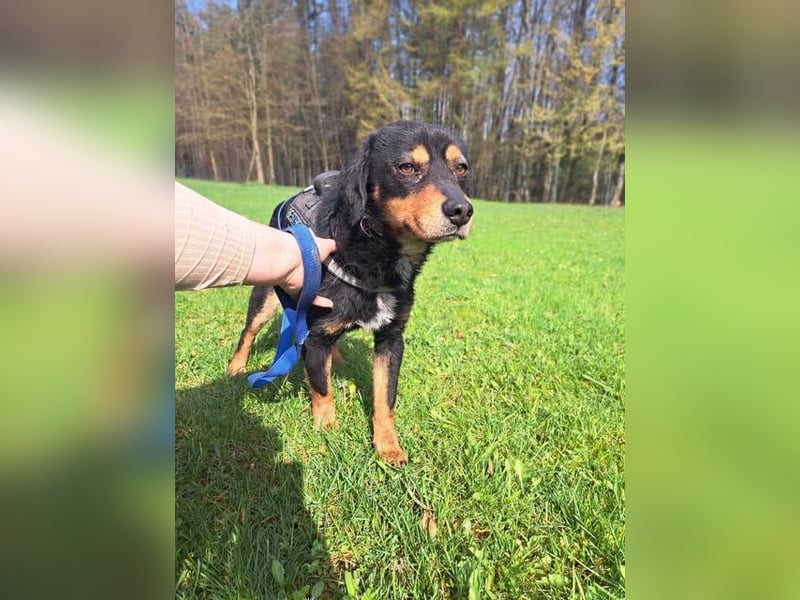 Duddi mittelgroßer Rüde Mischling Hund sucht Zuhause oder Pflegestelle