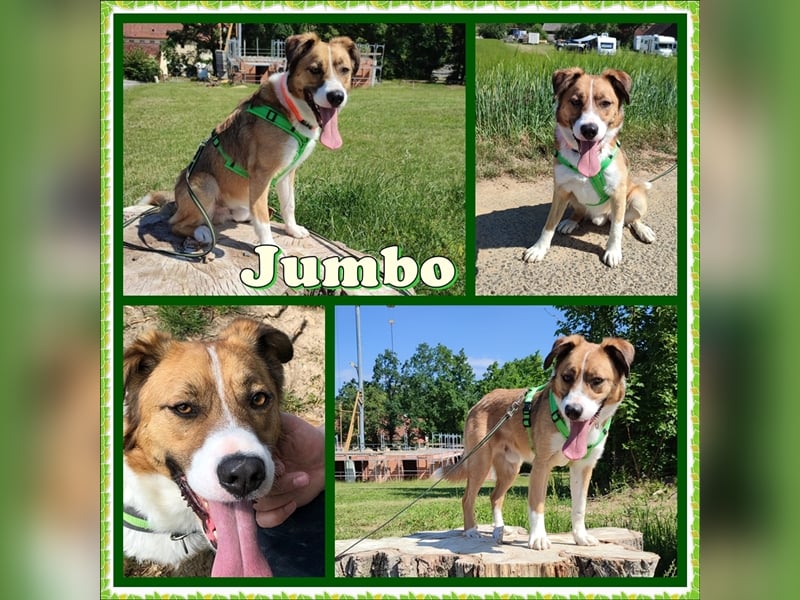 Jumbo sucht ein  Zuhause