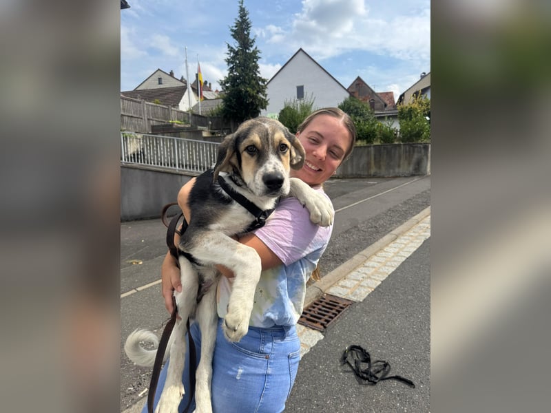 Bari - Welpe Mischling Rüde