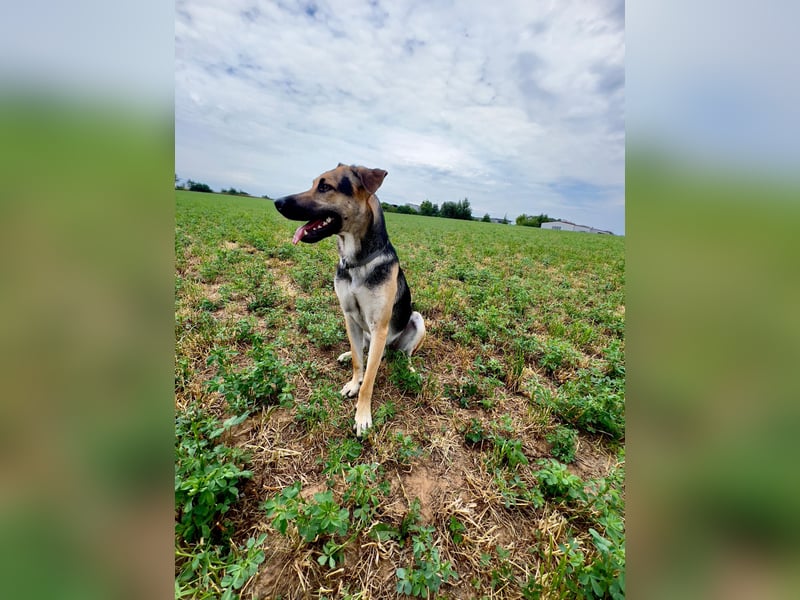 Lieber mittelgroßer Sam sucht ein ruhiges Zuhause