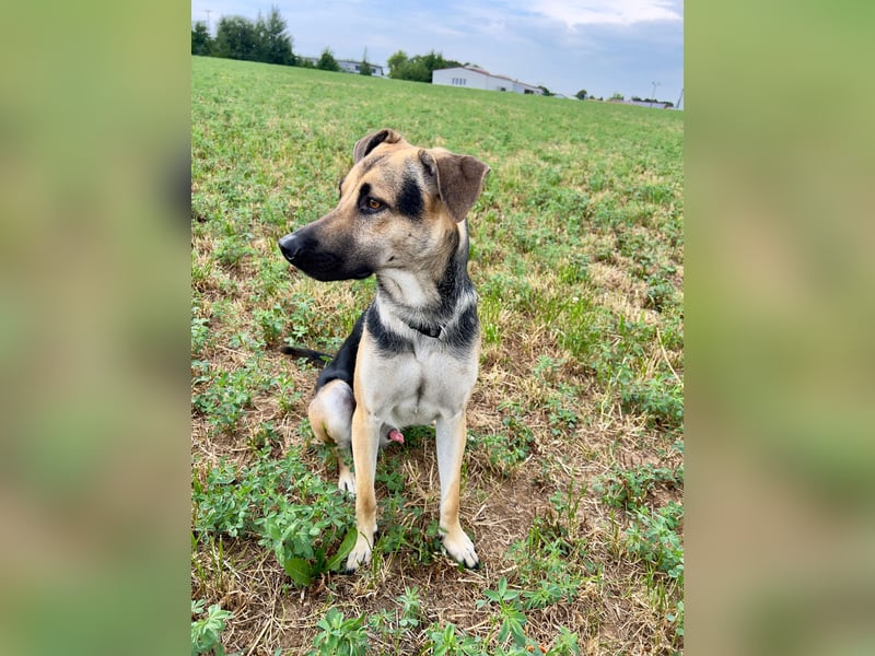 Lieber mittelgroßer Sam sucht ein ruhiges Zuhause