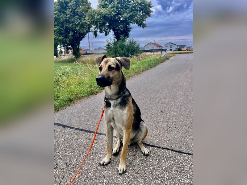 Lieber mittelgroßer Sam sucht ein ruhiges Zuhause
