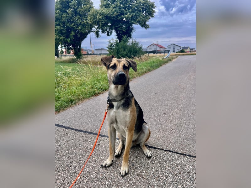 Lieber mittelgroßer Sam sucht ein ruhiges Zuhause