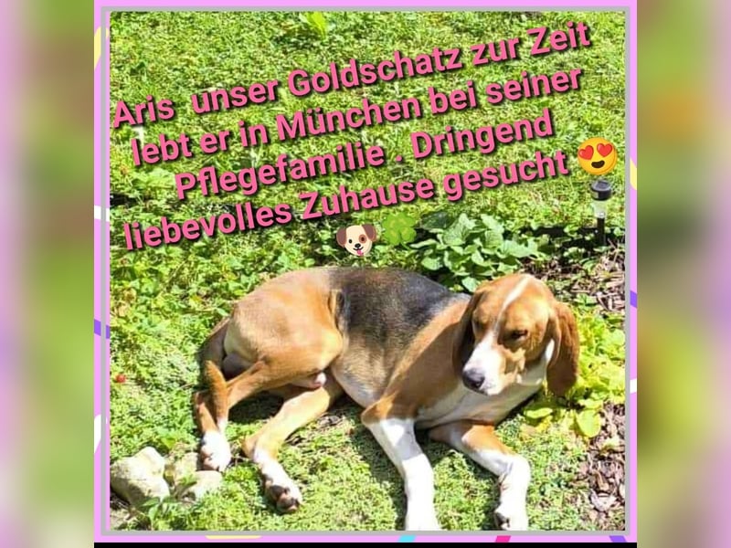 Aris unser lieber Mischlings Rüde