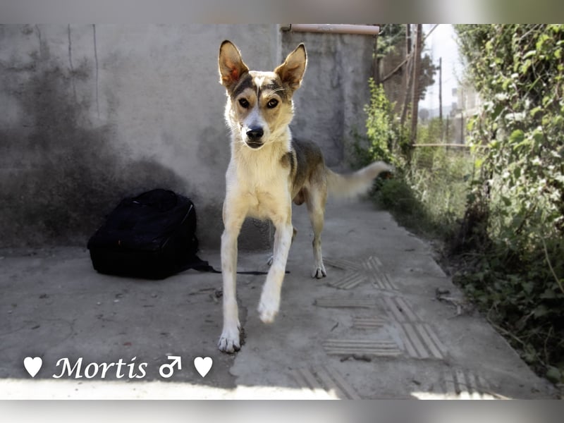 Familienhund Mortis sucht ein Zuhause