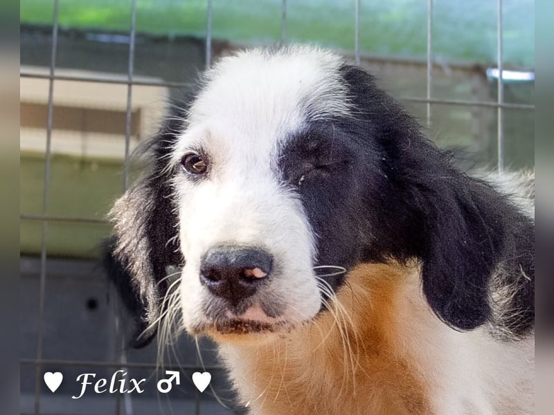 Felix und Freddie suchen absofort ein Zuhause