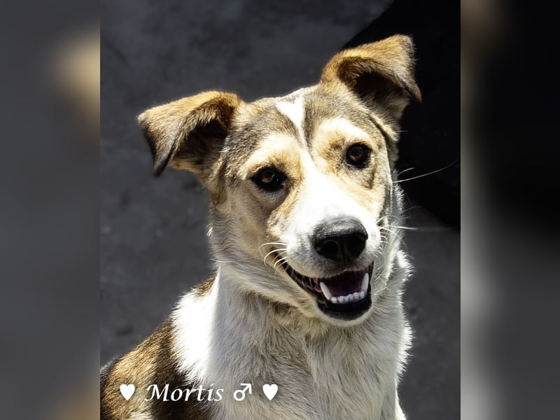 Familienhund Mortis sucht ein Zuhause