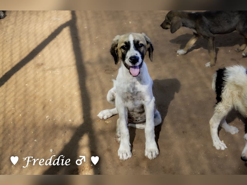 Felix und Freddie suchen absofort ein Zuhause