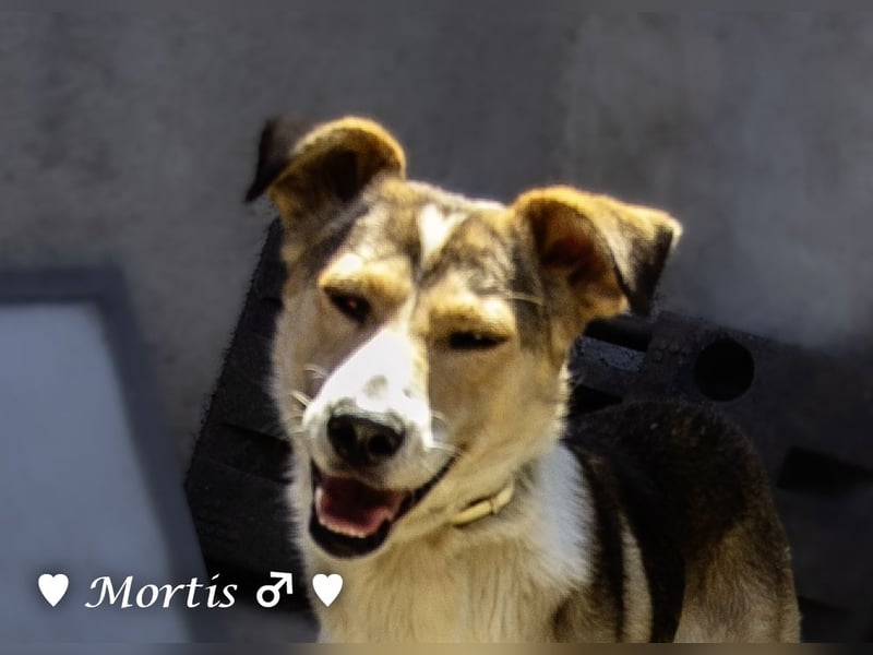 Familienhund Mortis sucht ein Zuhause