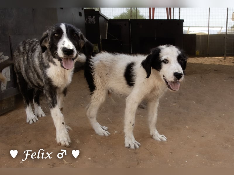 Felix und Freddie suchen absofort ein Zuhause