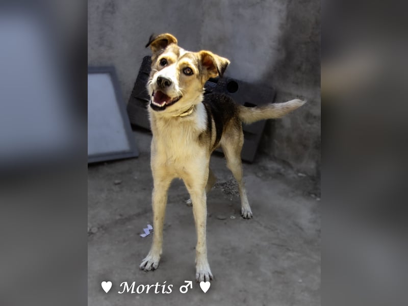 Familienhund Mortis sucht ein Zuhause