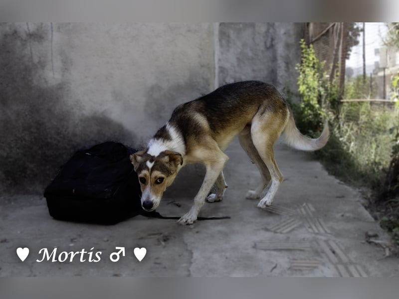 Familienhund Mortis sucht ein Zuhause