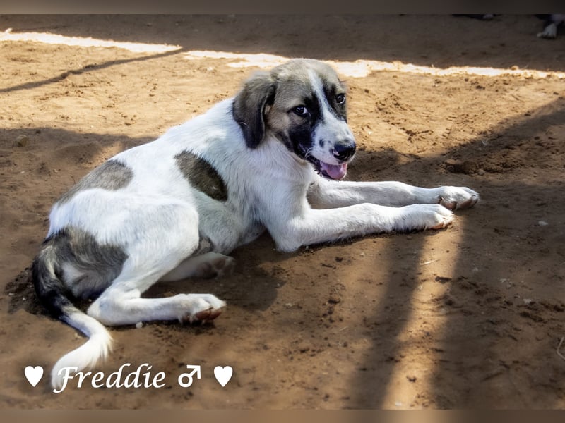 Felix und Freddie suchen absofort ein Zuhause