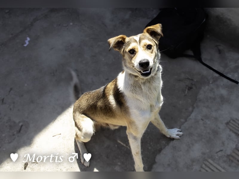 Familienhund Mortis sucht ein Zuhause