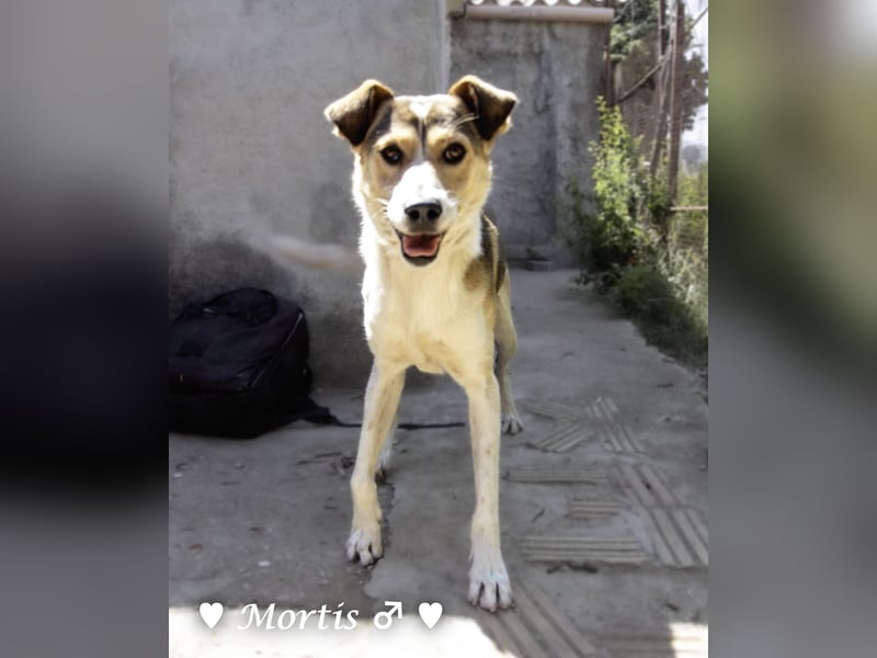Familienhund Mortis sucht ein Zuhause