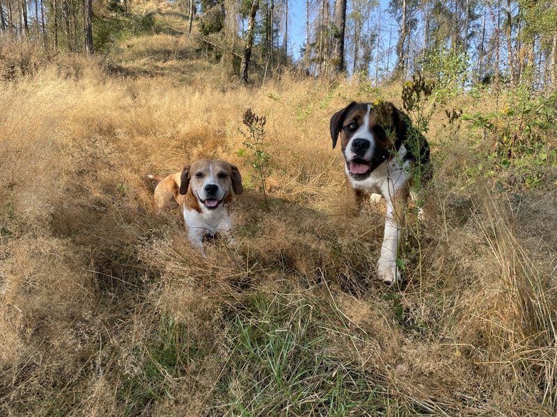 Sennenhund-Mischling