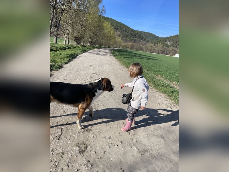 Sennenhund-Mischling