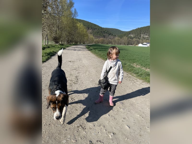 Sennenhund-Mischling