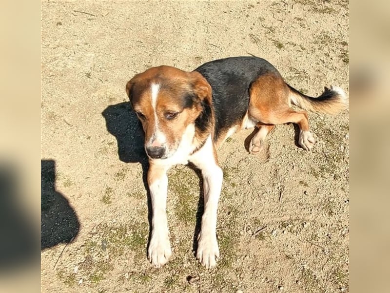 Milo, ein freundlicher Geselle auf der Suche nach seinem Zuhause für immer!