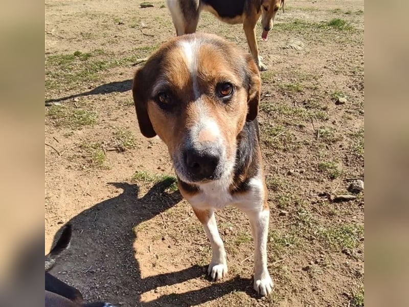 Milo, ein freundlicher Geselle auf der Suche nach seinem Zuhause für immer!