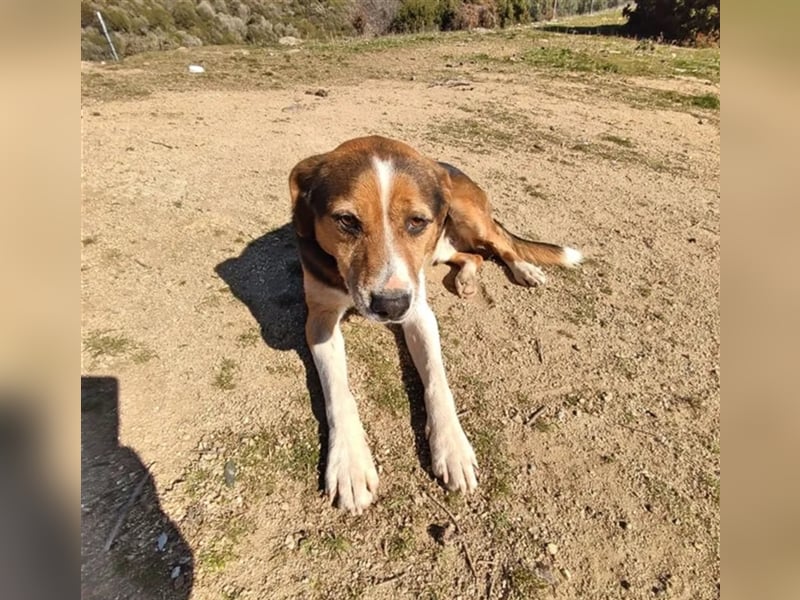 Milo, ein freundlicher Geselle auf der Suche nach seinem Zuhause für immer!