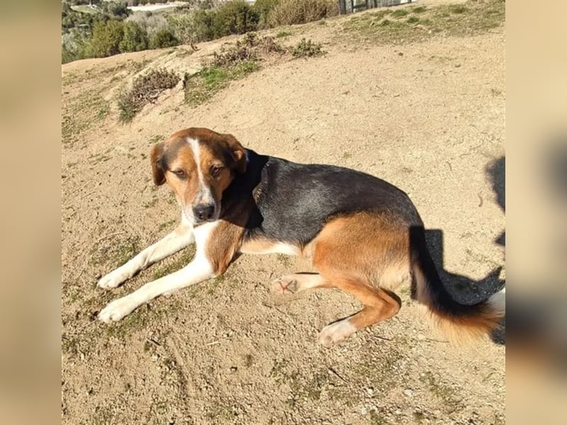Milo, ein freundlicher Geselle auf der Suche nach seinem Zuhause für immer!