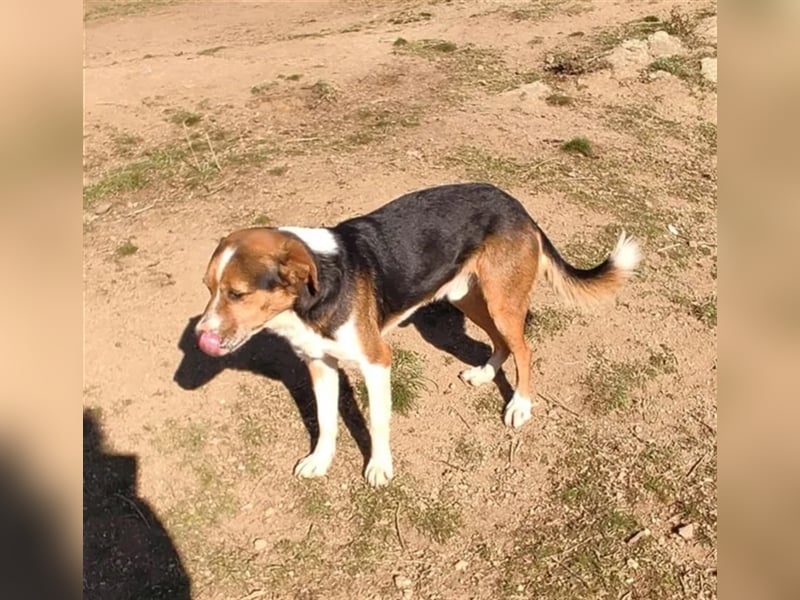 Milo, ein freundlicher Geselle auf der Suche nach seinem Zuhause für immer!