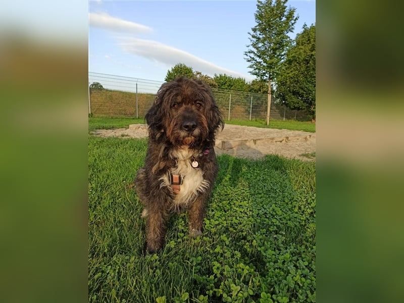 Zuhause für wuschligen Herdi-Mix Feivel gesucht