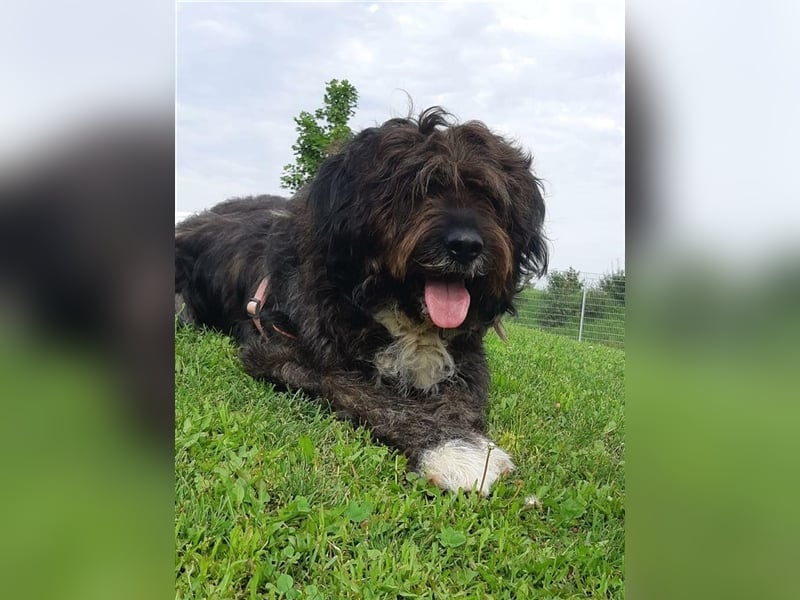 Zuhause für wuschligen Herdi-Mix Feivel gesucht