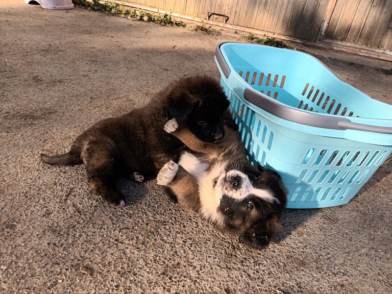LEONBERGER/BERNHARDINER MIX WELPEN